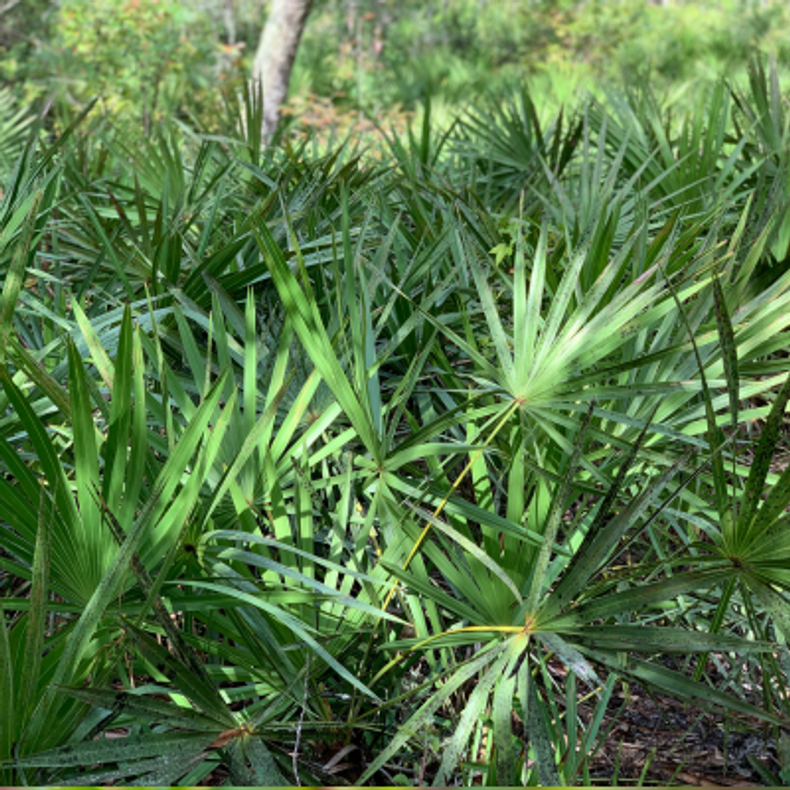 Top Herbs For Men's Reproductive Health