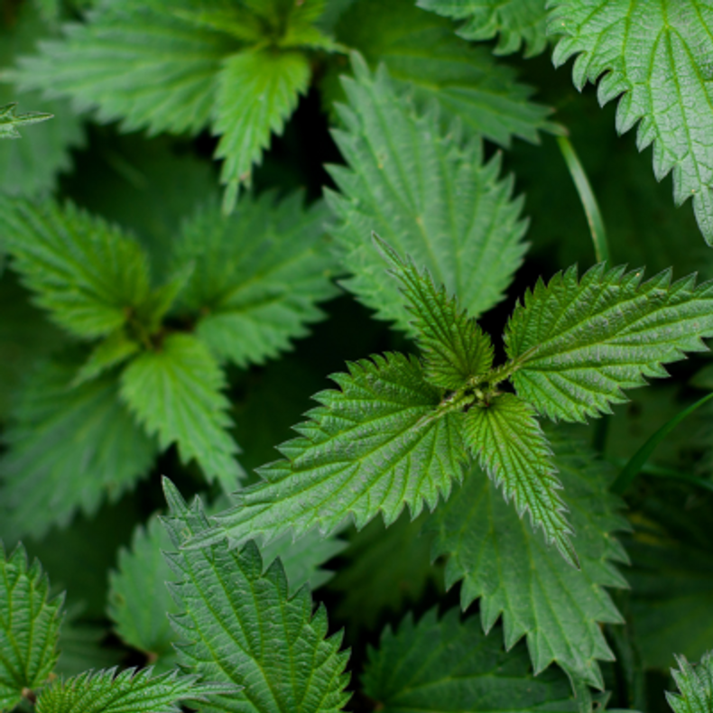 Prostate Protection With Herbs