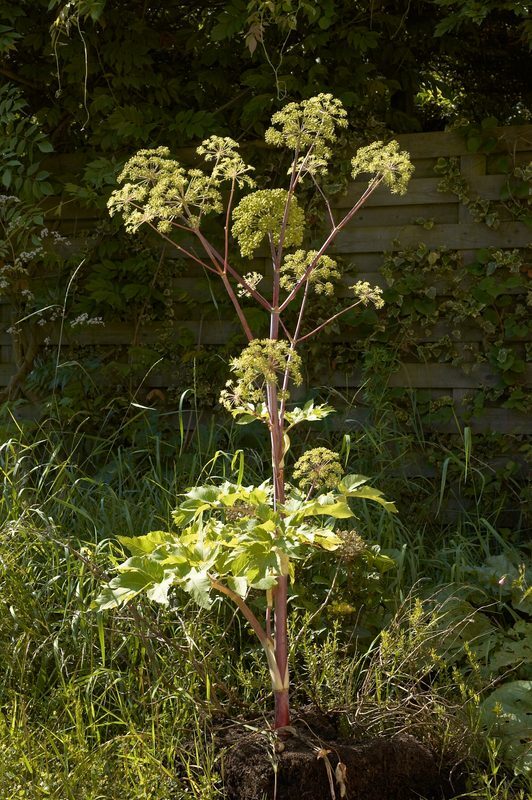 Angelica Angelica archangelica herb