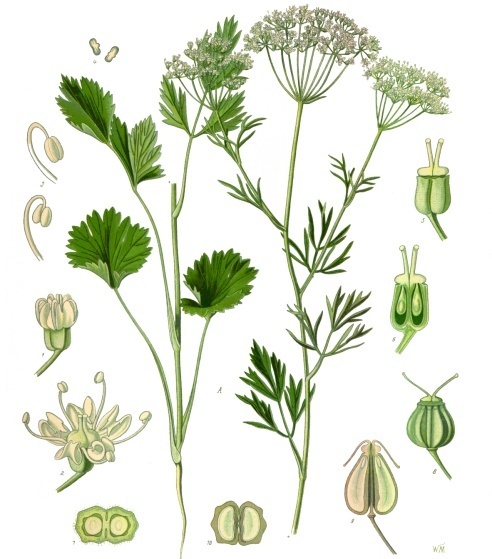 Aniseed Pimpinella anisum herb