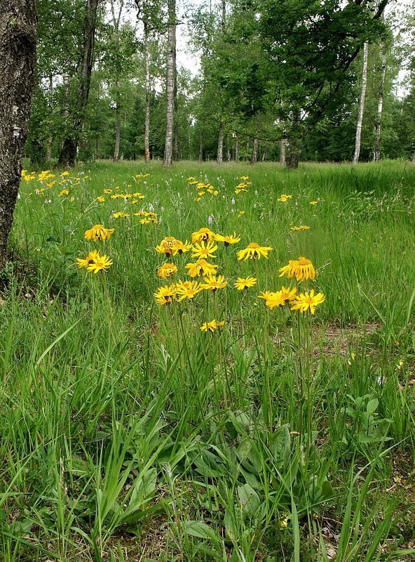 Arnica Arnica montana herb