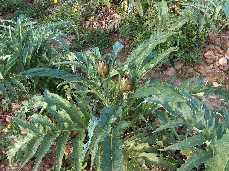 Artichoke Cynara scolymus herb illustration