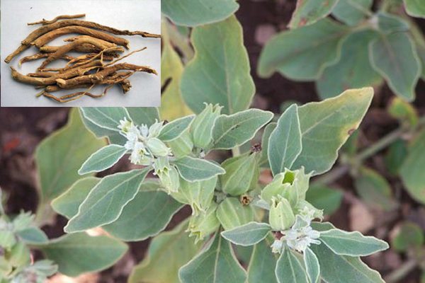 Ashwagandha Withania somnifera herb illustration