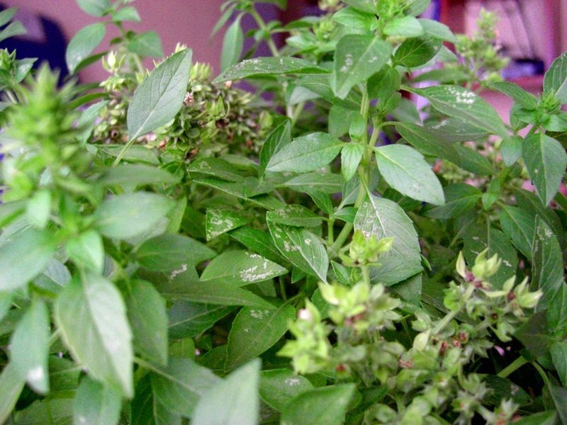 Basil Ocimum basilicum herb illustration