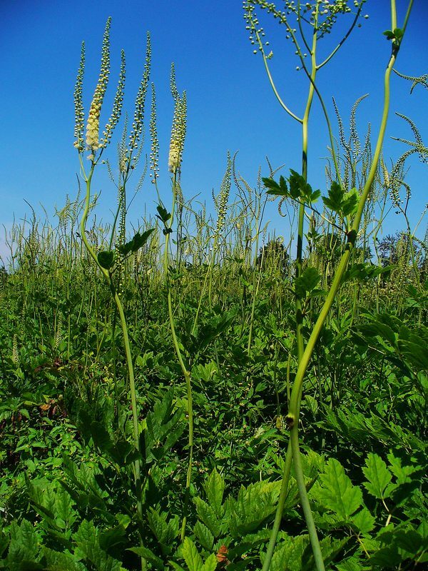Black Cohosh Actaea racemosa herb illustration
