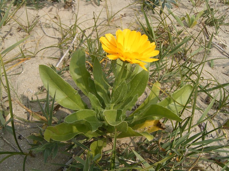 Calendula officinalis marigold herb illustration