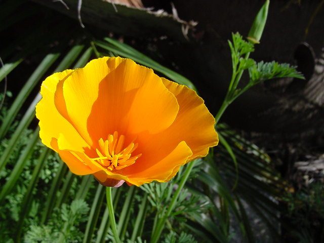 California Poppy Eschscholtzia californica herb illustration