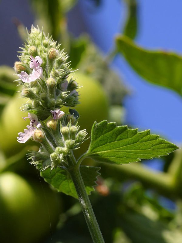 Catnip Nepeta cataria herb illustration