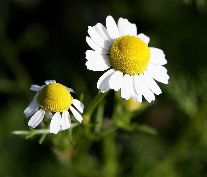 Chamomile Matricaria recutita herb illustration