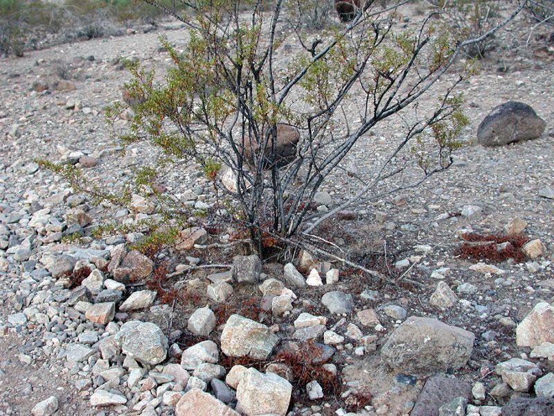 Chaparral Larrea tridentata herb illustration