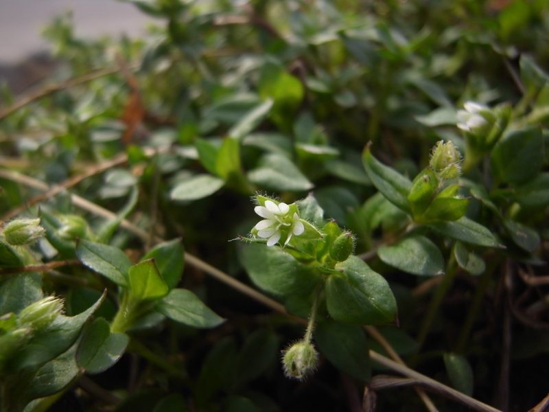 Chickweed Stellaria media herb illustration