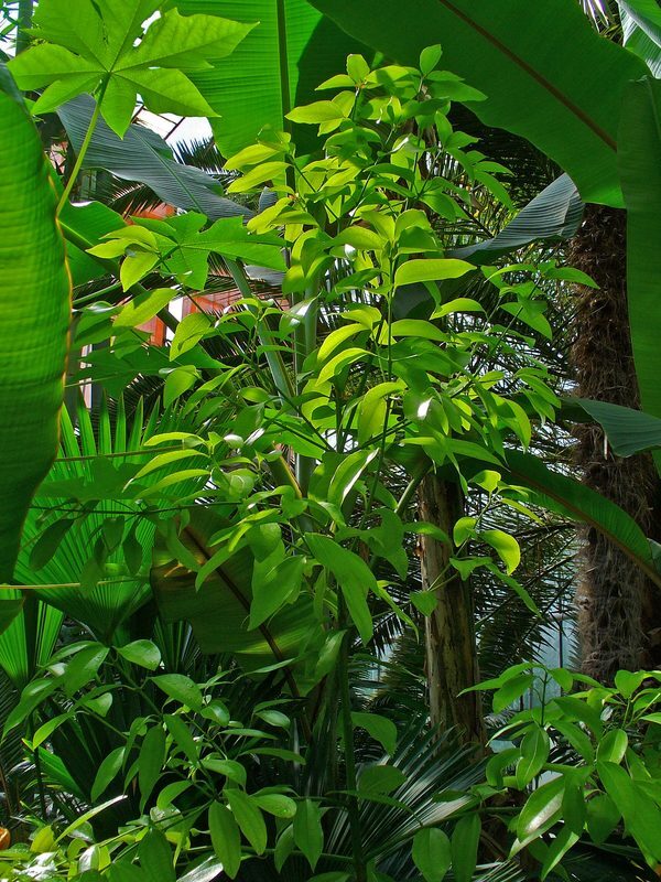 Cinnamon Cinnamomum verum herb illustration