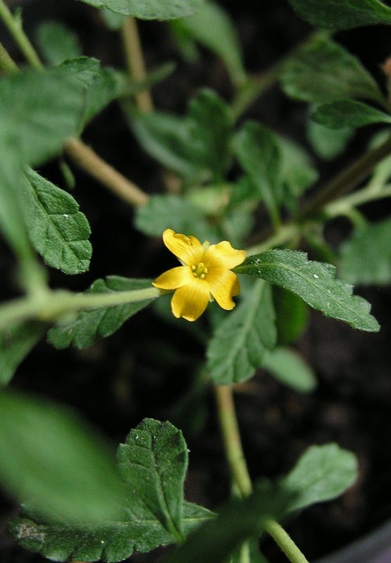 Damiana Turnera diffusa herb illustration