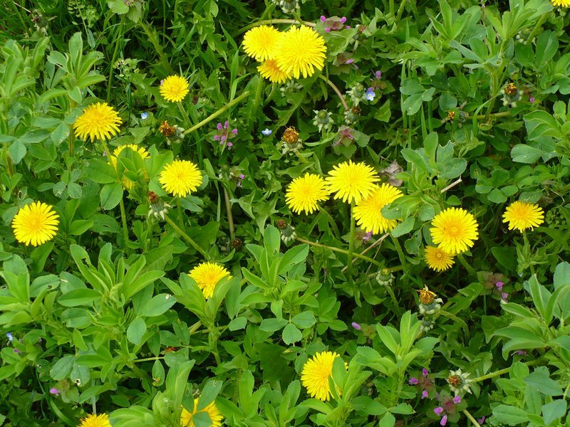 Dandelion Taraxacum officinale herb illustration