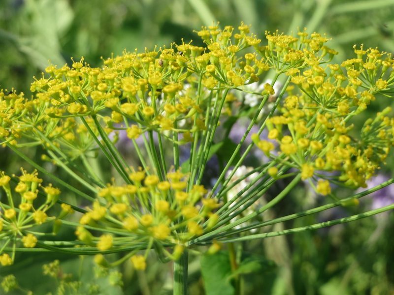 Dill Anethum graveolens herb illustration