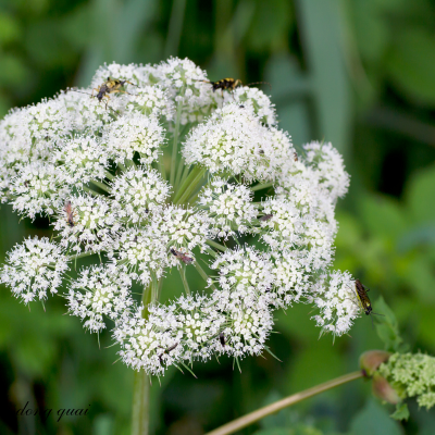 Dong Quai Angelica sinensis herb illustration