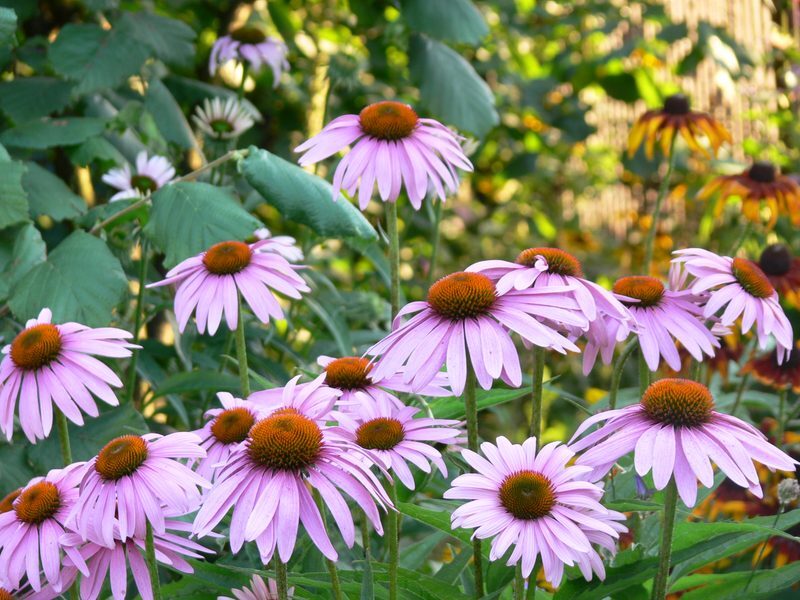 Echinacea purpurea herb illustration