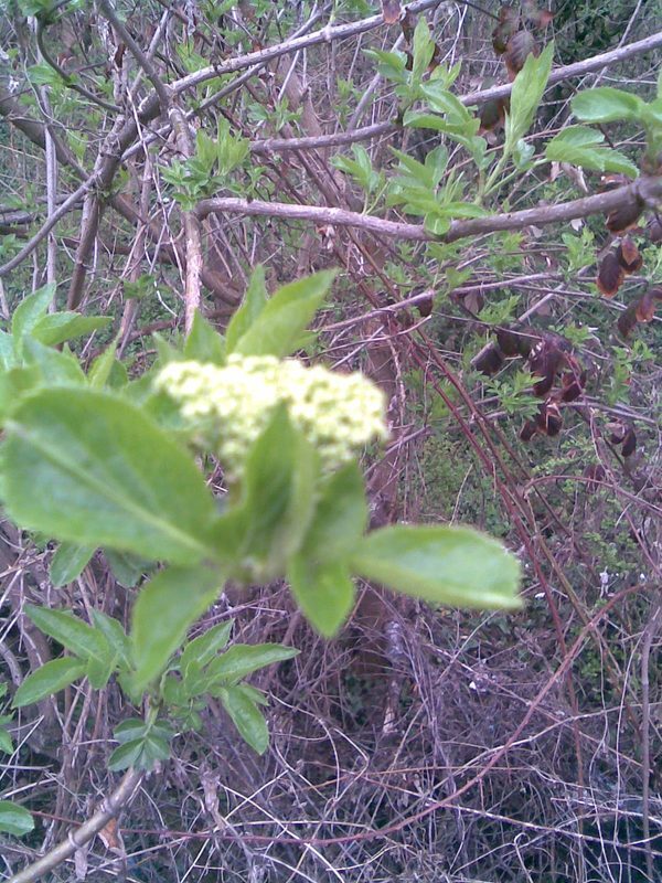 Elder Sambucus nigra herb illustration