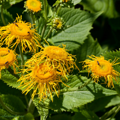 Elecampane Inula helenium herb