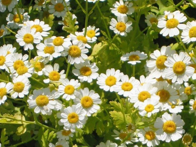 Feverfew Tanacetum parthenium herb illustration