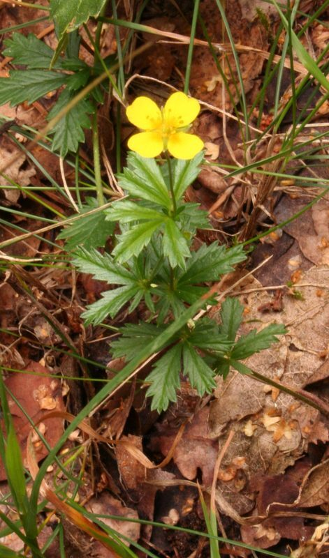 Five Finger Grass Potentilla erecta herb illustration