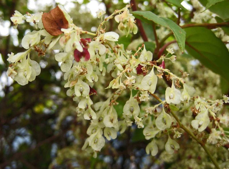 Fo-Ti He Shou Wu Polygonum multiflorum herb illustration