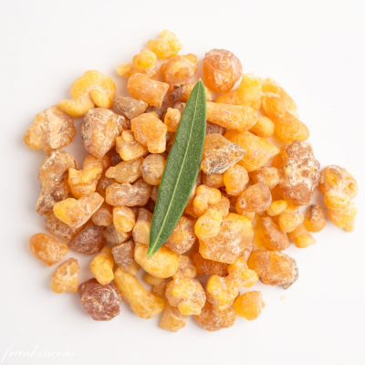 Frankincense Boswellia papyrifera resin illustration