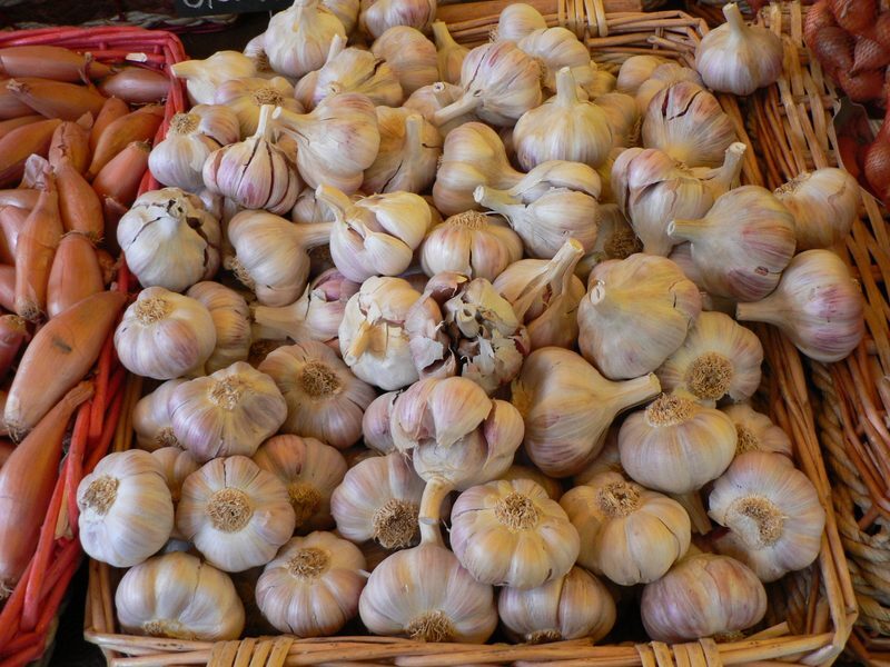 Garlic Allium sativum herb illustration
