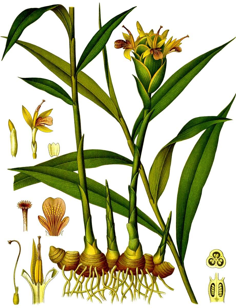 Ginger Zingiber officinale rhizome herb illustration