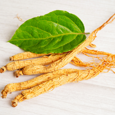 Ginseng Panax ginseng herb illustration