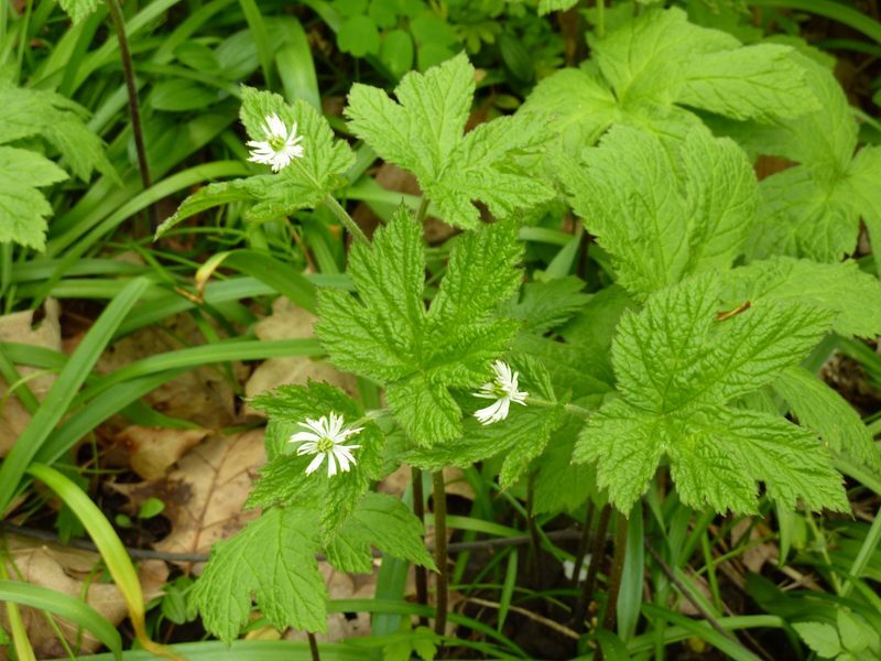 Goldenseal Hydrastis canadensis herb illustration