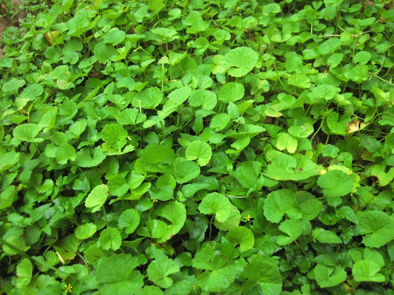 Gotu Kola Centella asiatica herb illustration