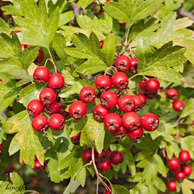 Hawthorn Crataegus laevigata herb illustration