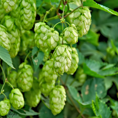 Hops Humulus lupulus herb illustration