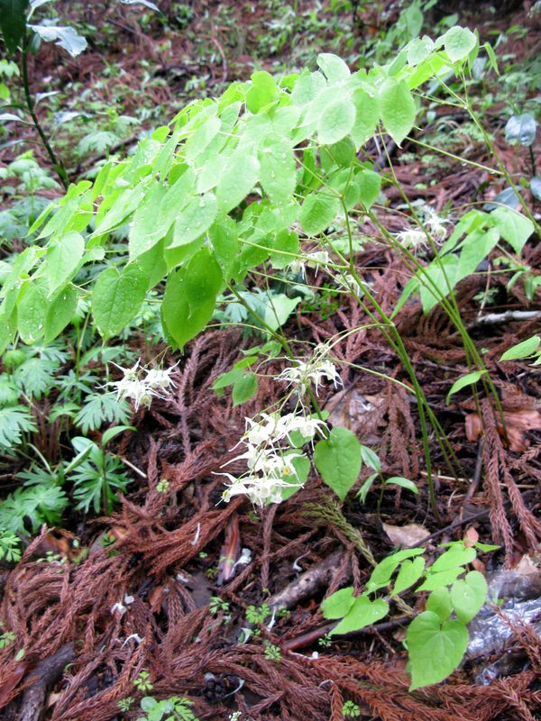 Horny Goat Weed Epimedium koreanum herb illustration