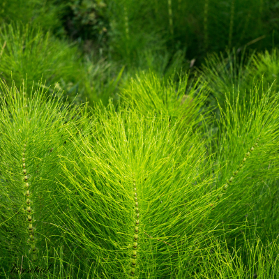 Horsetail Equisetum arvense herb illustration