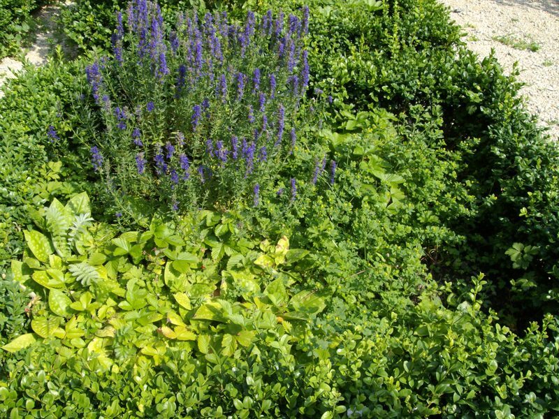 Hyssop Hyssopus officinalis herb illustration