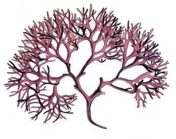 Irish Moss Chondrus crispus seaweed illustration