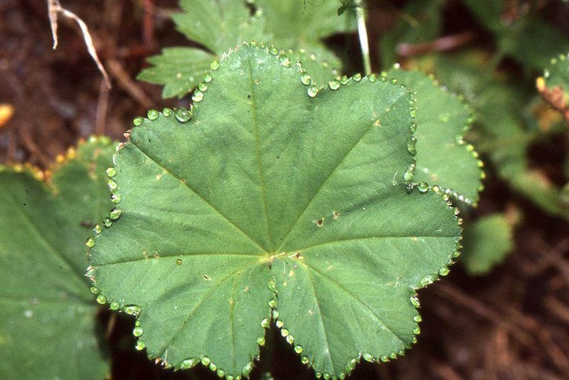 Lady's Mantle Alchemilla vulgaris herb illustration