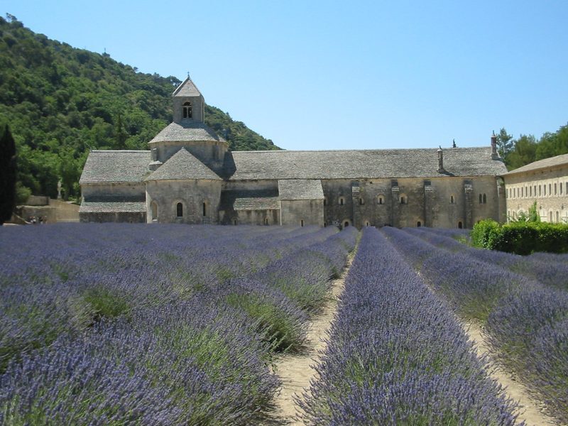 Lavender Lavandula angustifolia herb illustration