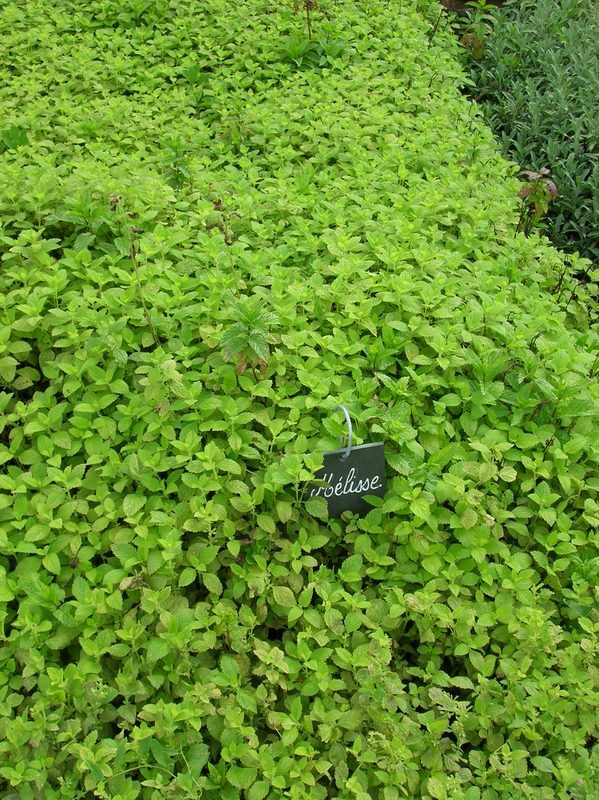 Lemon Balm Melissa officinalis herb illustration