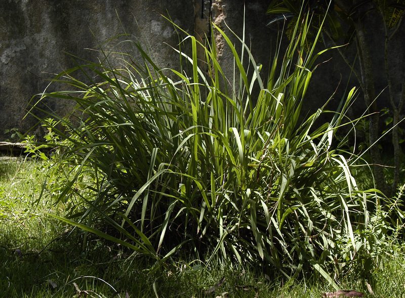 Lemon Grass Cymbopogon citratus herb illustration