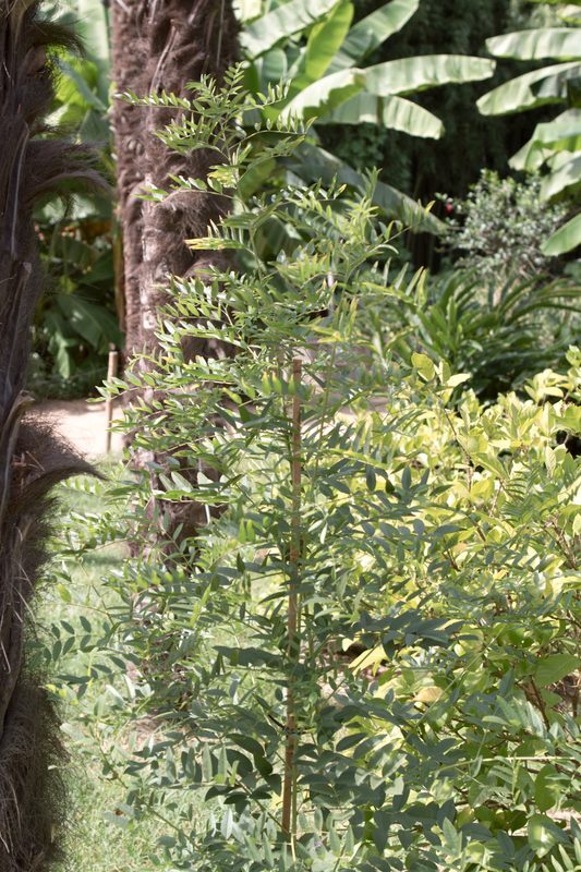Licorice Glycyrrhiza glabra herb illustration