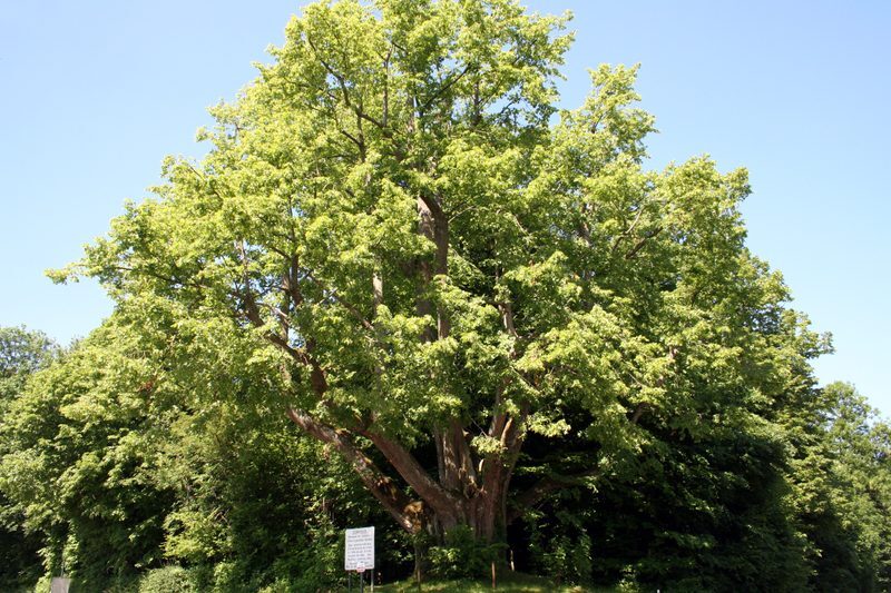 Linden Tilia platyphyllos herb illustration