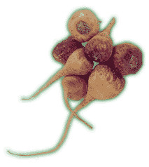 Maca Root Lepidium meyenii herb illustration