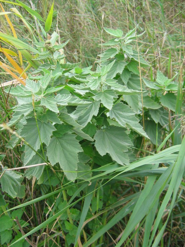 Marsh Mallow Althaea officinalis herb illustration