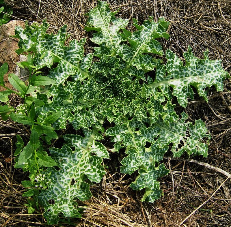 Milk Thistle Silybum marianum herb illustration