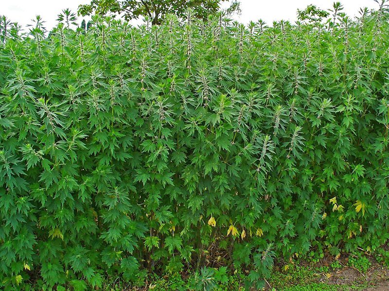 Motherwort Leonurus cardiaca herb illustration