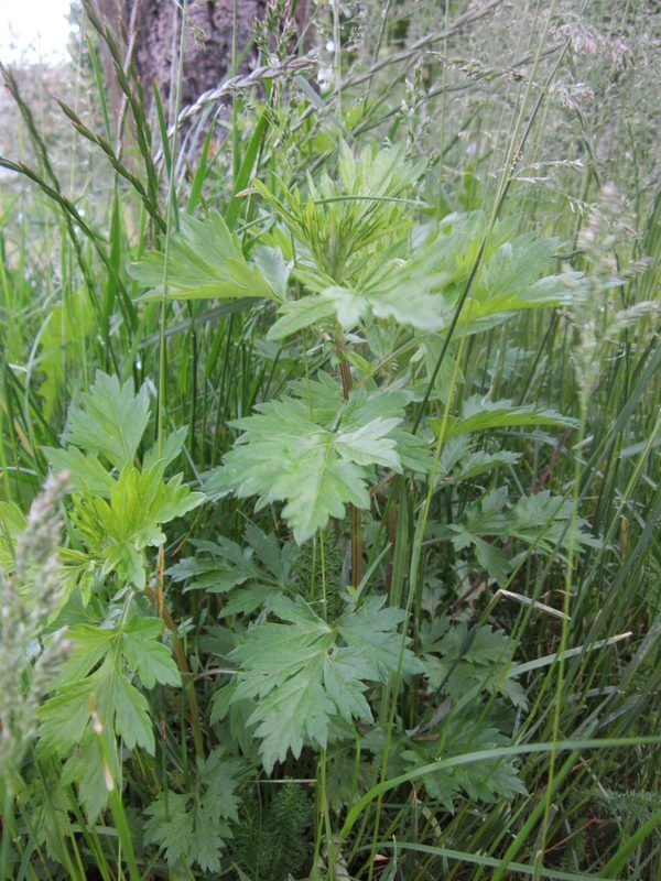 Mugwort Artemisia vulgaris herb illustration