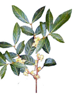 Muira Puama Ptychopetalum olacoides herb illustration